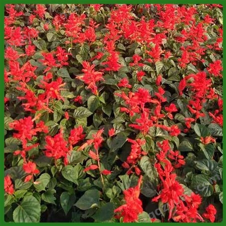 一串红 盆栽观赏花卉 对土壤要求不严 可作花坛点缀
