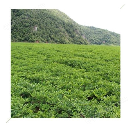 现货新鲜魔芋魔芋头魔芋豆腐原料山区种植现挖现发鲜魔芋