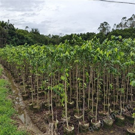 广茂苗木专用种植 沉香大袋苗高度2米 头径2公分至3公分