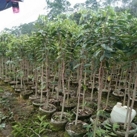 奇楠沉香树苗 广茂苗木种植场 精品培育基地长期供应