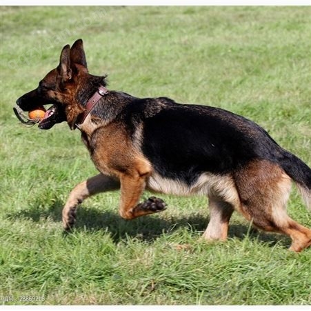 德牧幼犬养殖基地 成年德国牧羊犬 体型健壮 指导饲养