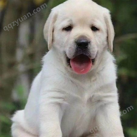 养殖拉布拉多幼犬 成年导盲犬 温顺听话 体型健壮