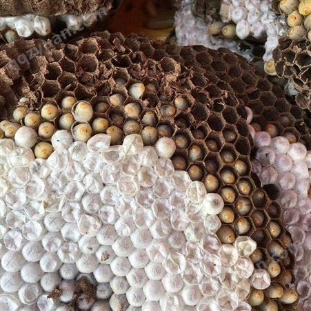 2022年野生马蜂新鲜蜂蛹葫芦蜂速冻蜂蛹产品