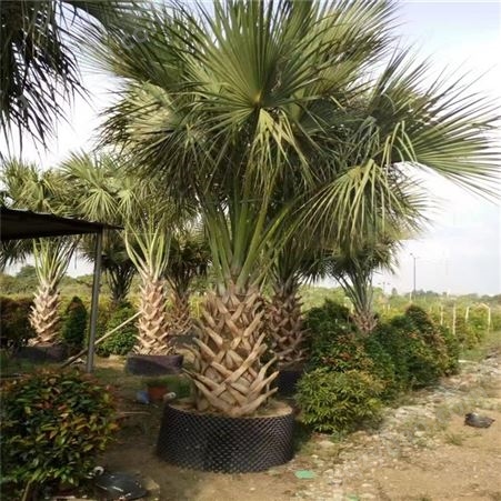 方盛基地批发 精品龙鳞榈 杆高6米 规格品种齐全 园林绿化