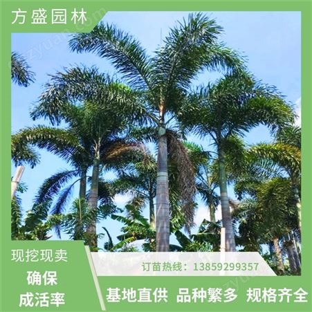 园林景观树 精品狐尾椰子 植株高大 树形优美 抗性和适应性强 方盛