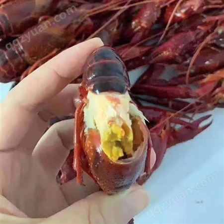 新货潜江清水速冻原味小龙虾678钱大青大红海鲜水产餐馆食材