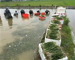 沉水植物种植 水体绿化 水生态修复 保障成活率负责后期养护管理